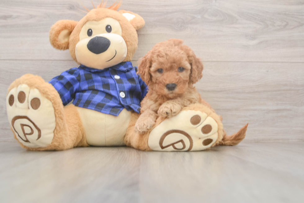 Best Mini Goldendoodle Baby