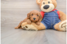 Cute Mini Goldendoodle Baby