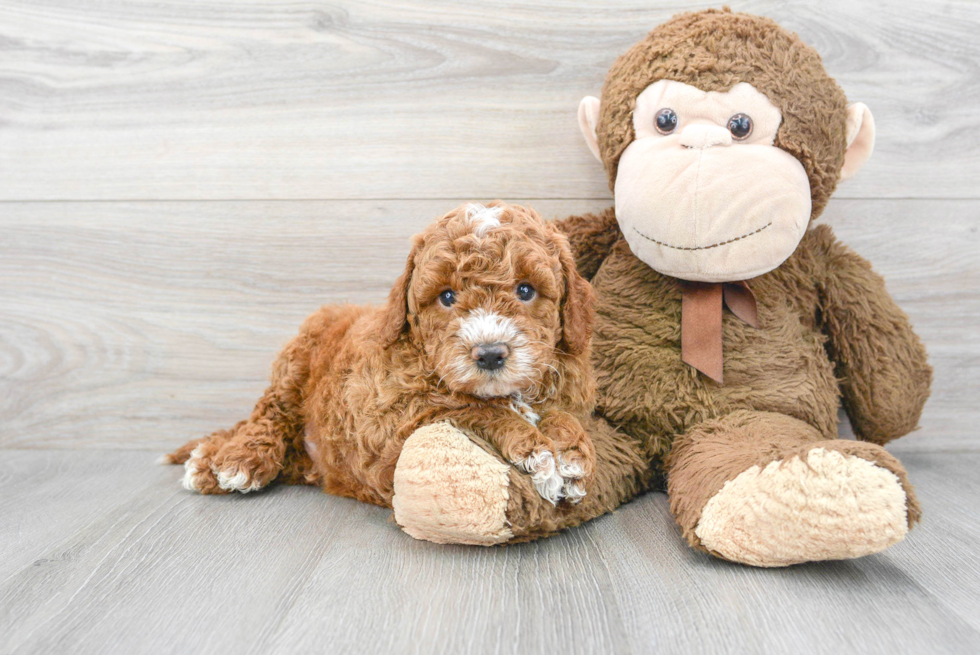 Cute Mini Goldendoodle Baby