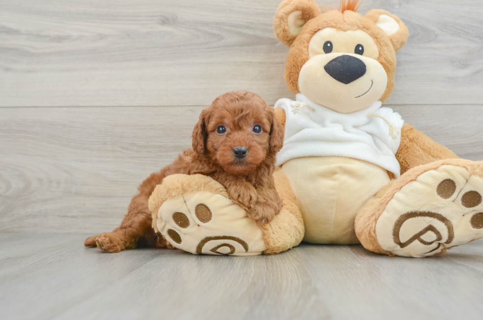 7 week old Mini Goldendoodle Puppy For Sale - Windy City Pups