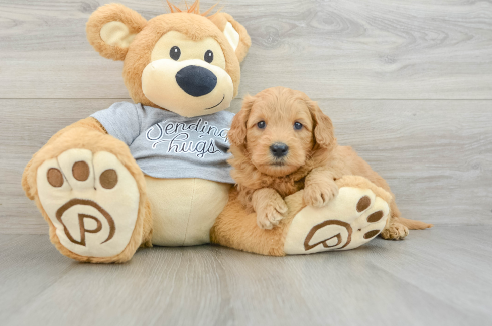 5 week old Mini Goldendoodle Puppy For Sale - Windy City Pups