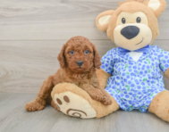 7 week old Mini Goldendoodle Puppy For Sale - Windy City Pups
