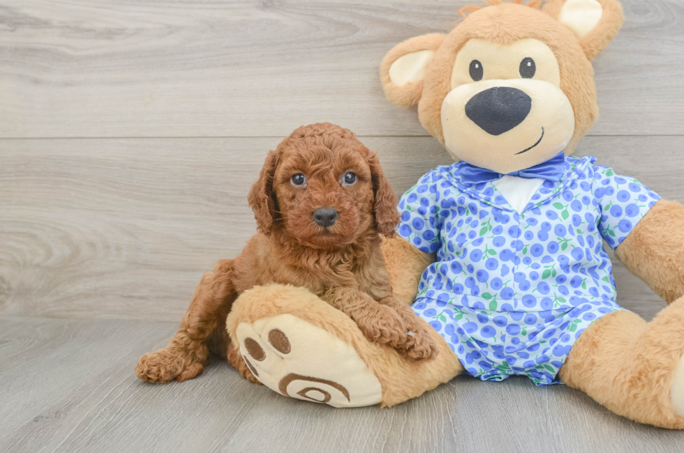 5 week old Mini Goldendoodle Puppy For Sale - Windy City Pups
