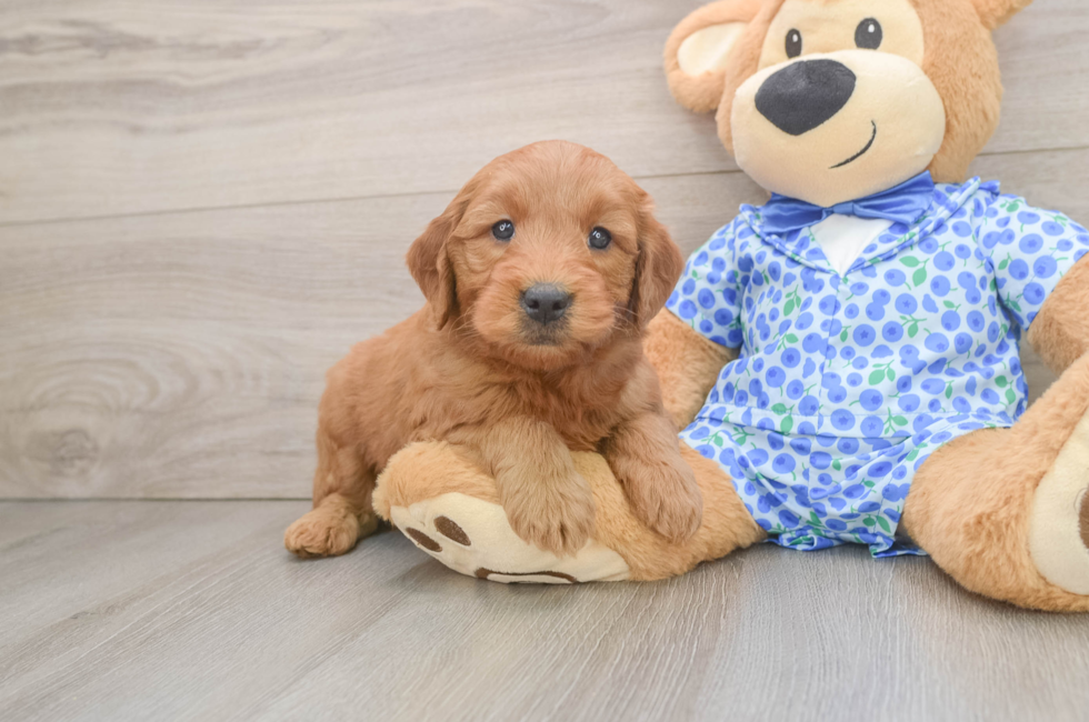 6 week old Mini Goldendoodle Puppy For Sale - Windy City Pups