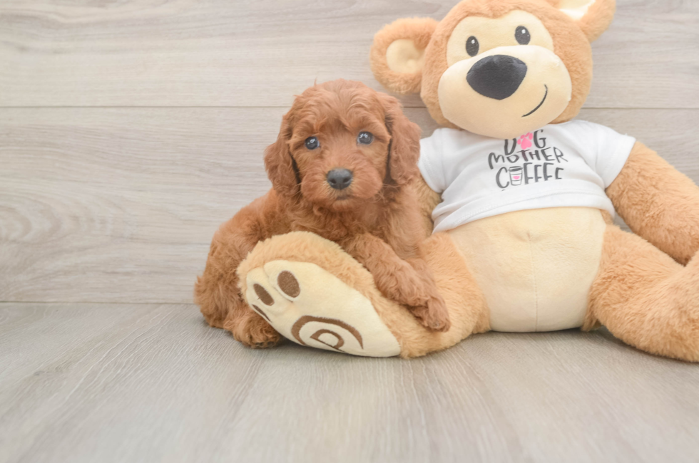 5 week old Mini Goldendoodle Puppy For Sale - Windy City Pups