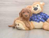 6 week old Mini Goldendoodle Puppy For Sale - Windy City Pups