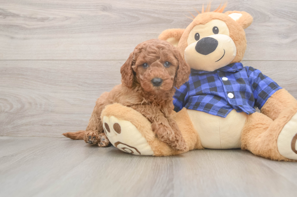 6 week old Mini Goldendoodle Puppy For Sale - Windy City Pups