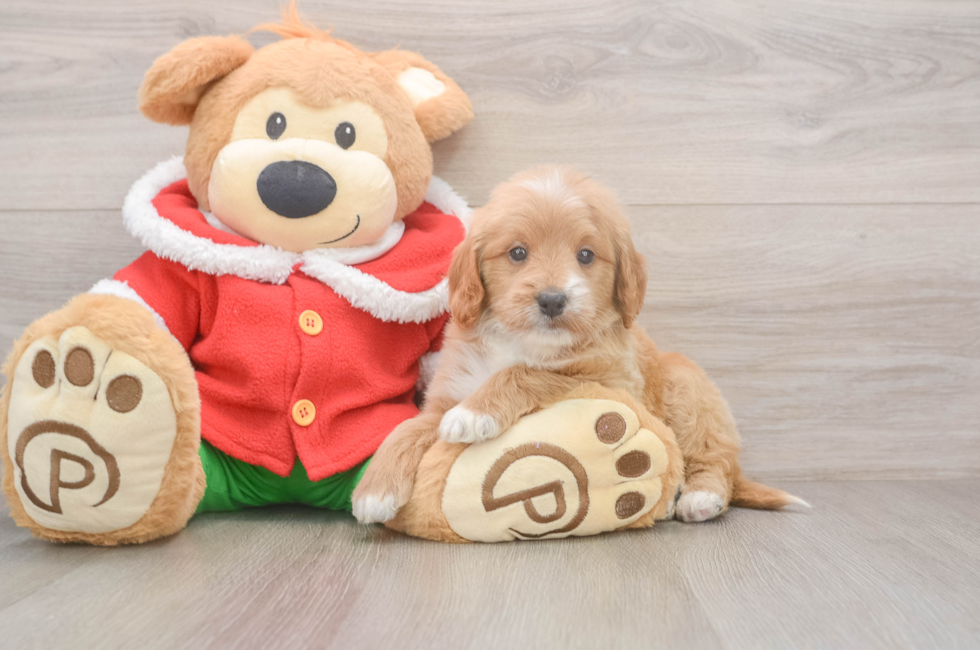 5 week old Mini Goldendoodle Puppy For Sale - Windy City Pups