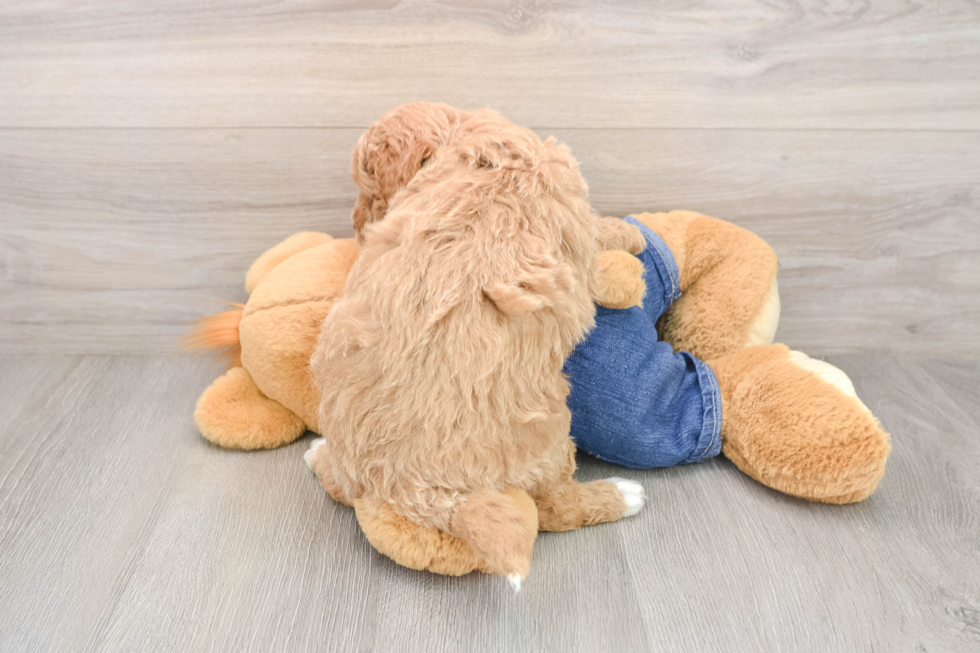 Happy Mini Goldendoodle Baby