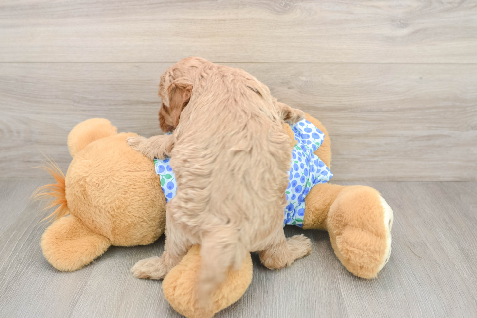 Mini Goldendoodle Pup Being Cute
