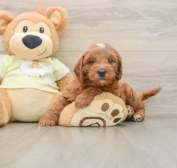 7 week old Mini Goldendoodle Puppy For Sale - Windy City Pups
