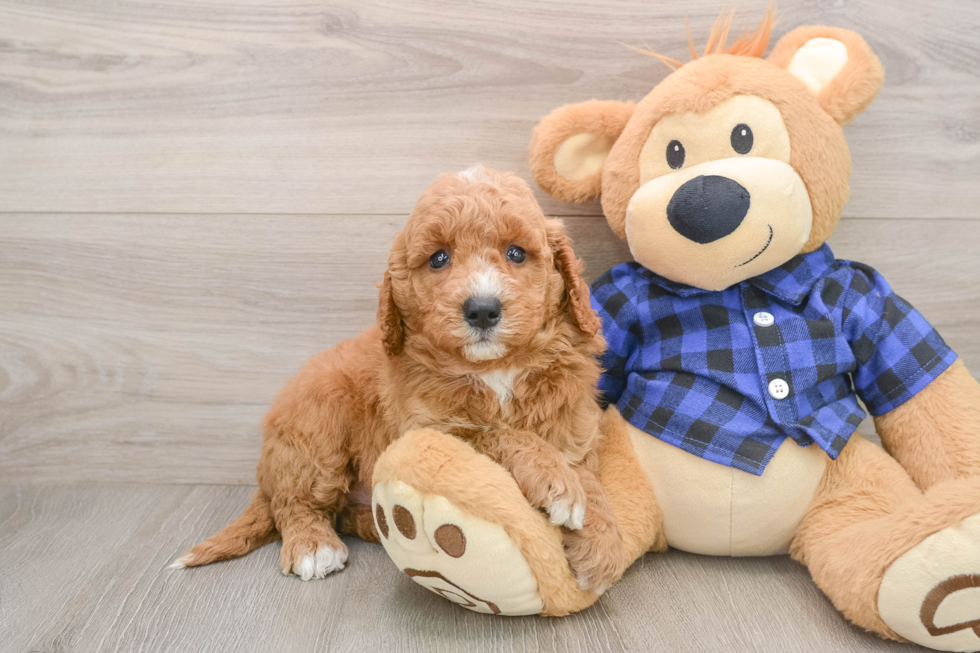 Little Mini Goldenpoo Poodle Mix Puppy