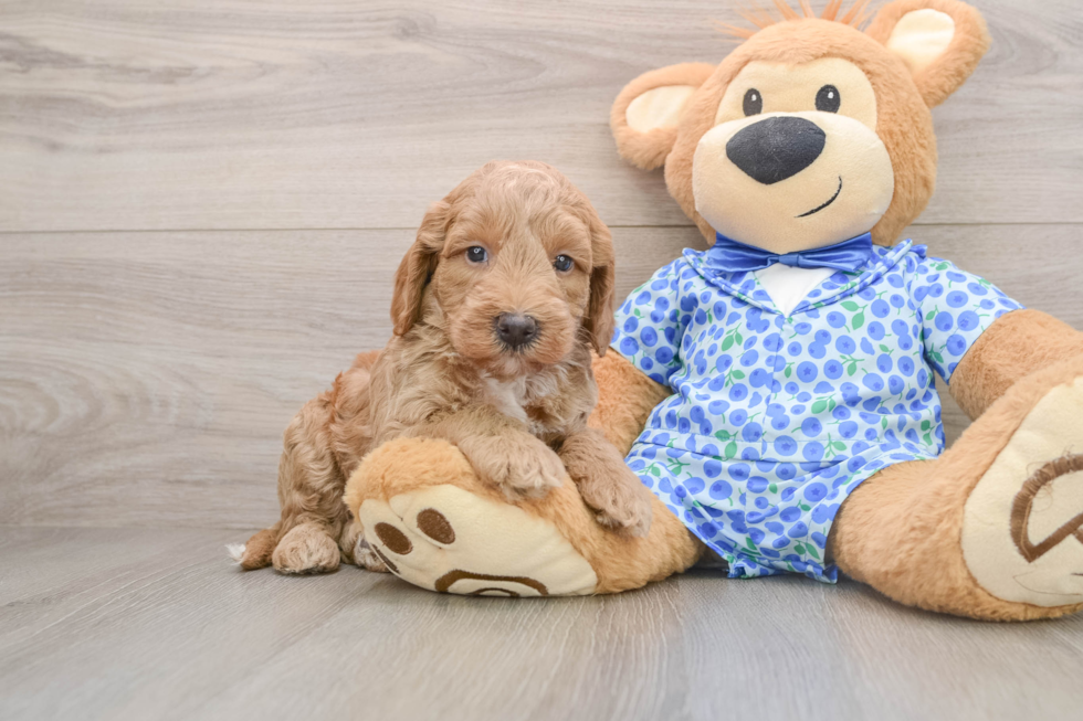 Mini Goldendoodle Pup Being Cute