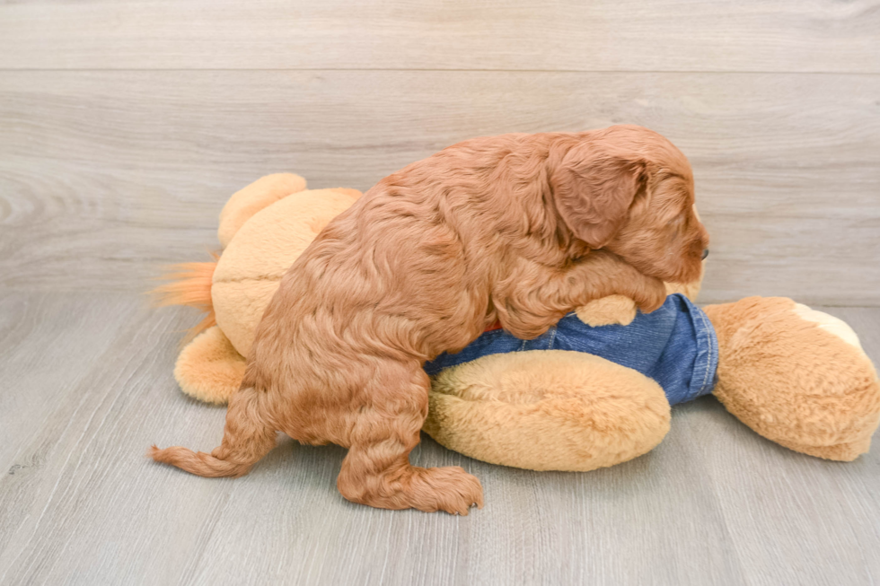 Best Mini Goldendoodle Baby