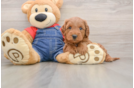 Best Mini Goldendoodle Baby