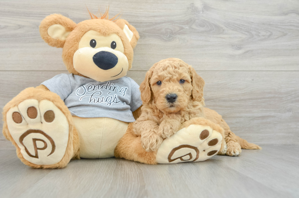 5 week old Mini Goldendoodle Puppy For Sale - Windy City Pups