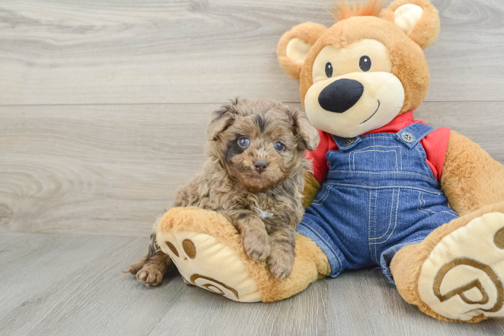 Adorable Golden Retriever Poodle Mix Poodle Mix Puppy