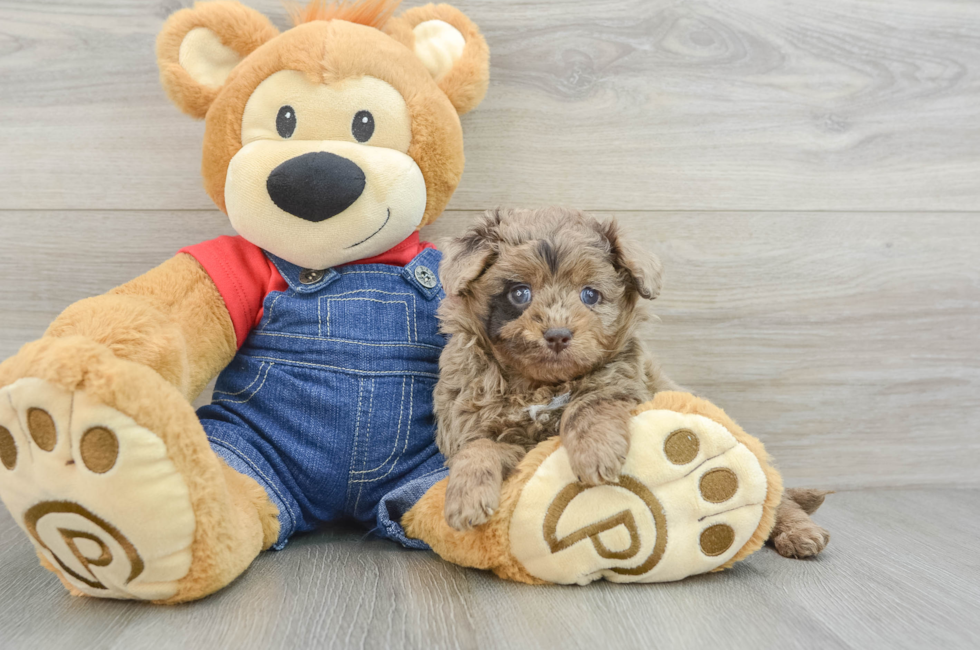 5 week old Mini Goldendoodle Puppy For Sale - Windy City Pups