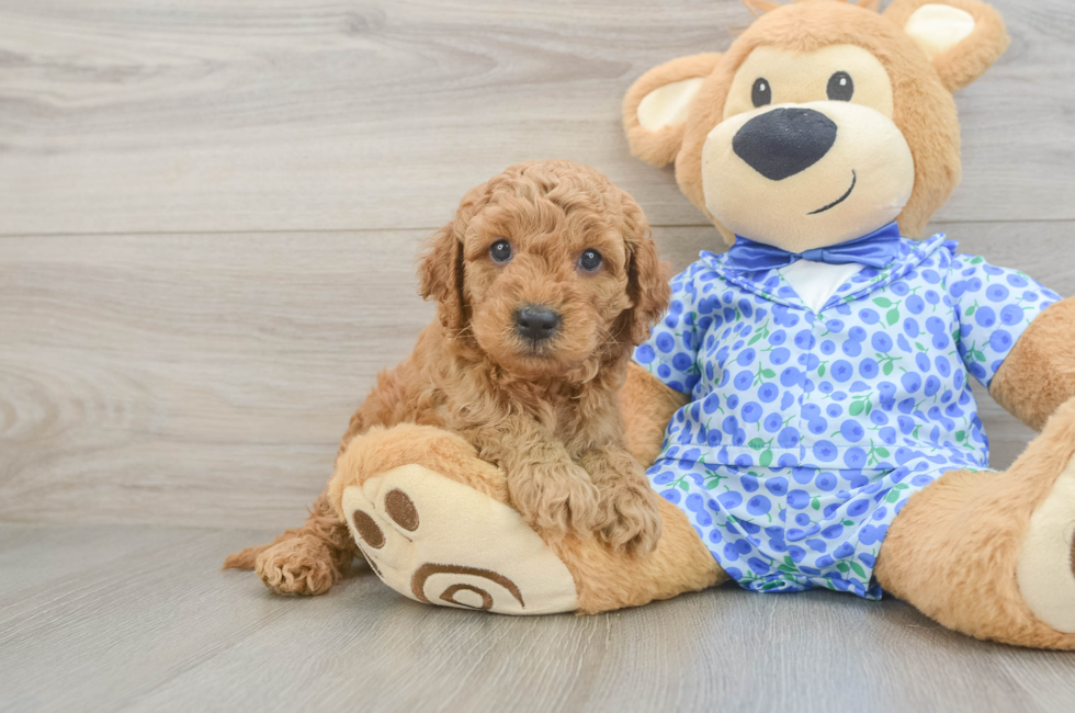 5 week old Mini Goldendoodle Puppy For Sale - Windy City Pups