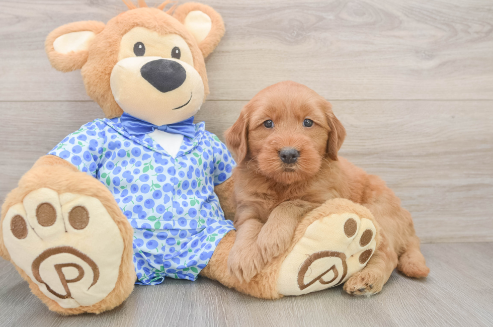 6 week old Mini Goldendoodle Puppy For Sale - Windy City Pups