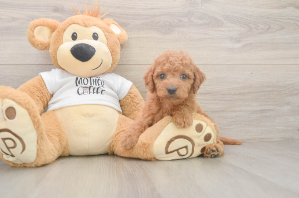 5 week old Mini Goldendoodle Puppy For Sale - Windy City Pups