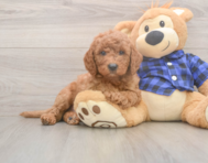 6 week old Mini Goldendoodle Puppy For Sale - Windy City Pups