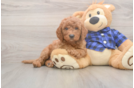 Mini Goldendoodle Puppy for Adoption