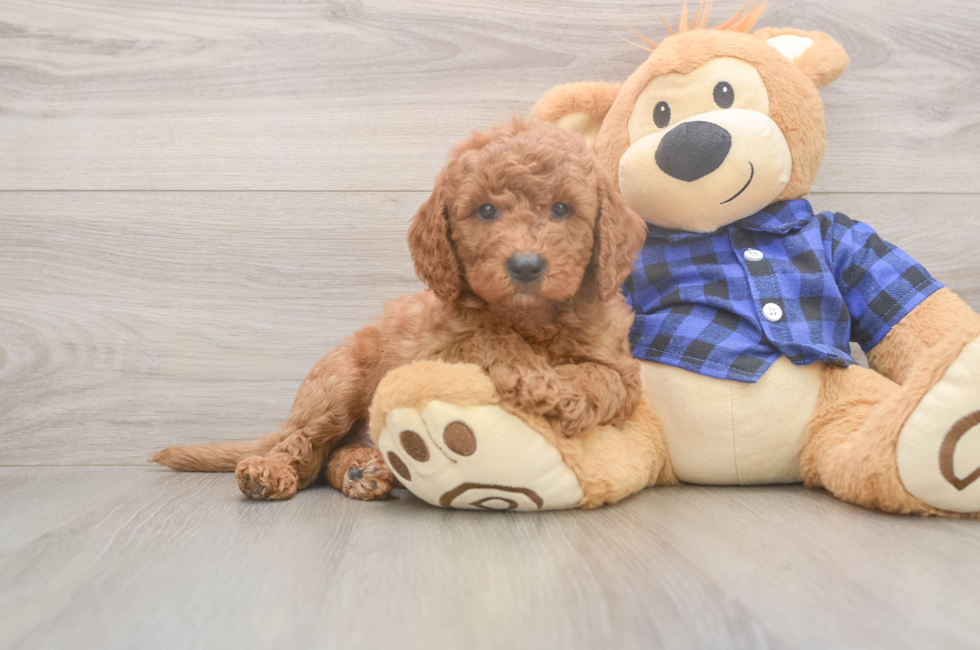 6 week old Mini Goldendoodle Puppy For Sale - Windy City Pups