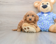 6 week old Mini Goldendoodle Puppy For Sale - Windy City Pups