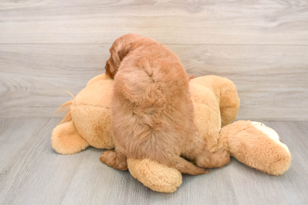 Smart Mini Goldendoodle Poodle Mix Pup