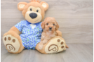 Popular Mini Goldendoodle Poodle Mix Pup
