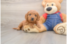 Playful Mini Groodle Poodle Mix Puppy