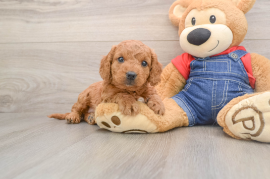 Playful Mini Groodle Poodle Mix Puppy