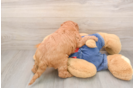 Mini Goldendoodle Pup Being Cute