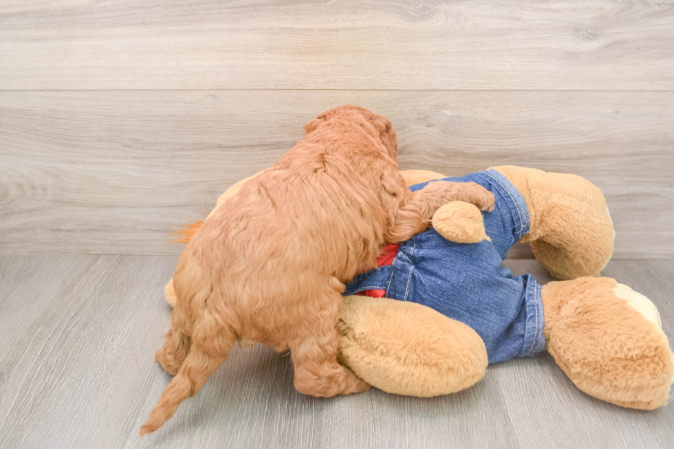 Mini Goldendoodle Pup Being Cute