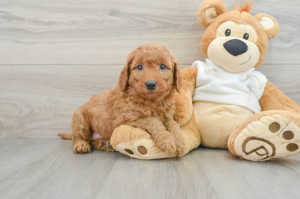 7 week old Mini Goldendoodle Puppy For Sale - Windy City Pups