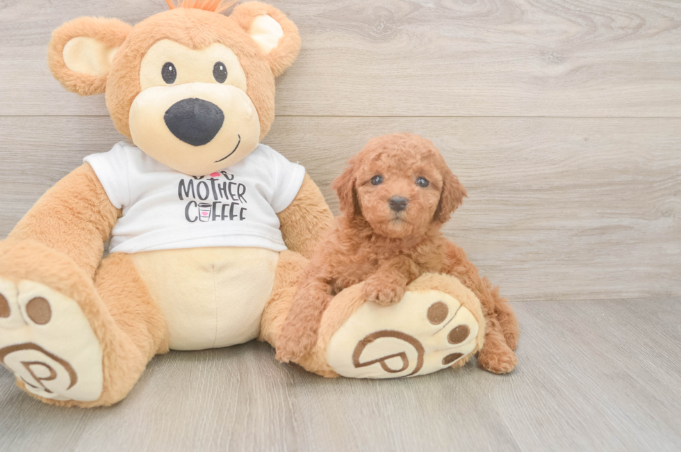 5 week old Mini Goldendoodle Puppy For Sale - Windy City Pups
