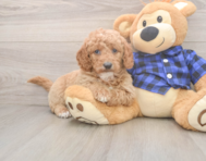 6 week old Mini Goldendoodle Puppy For Sale - Windy City Pups