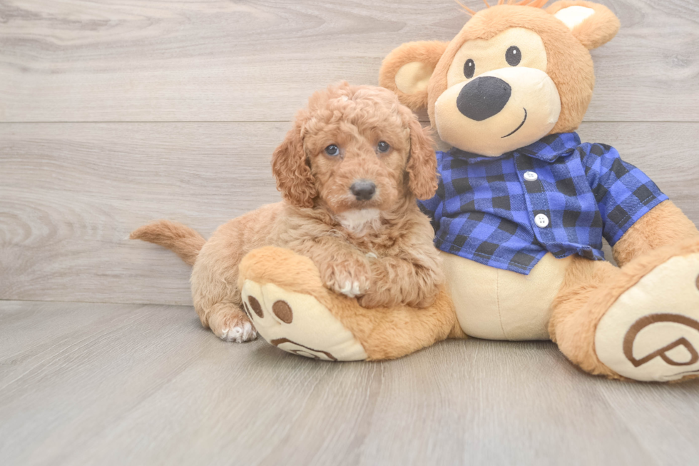 Best Mini Goldendoodle Baby
