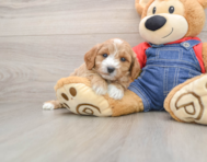 7 week old Mini Goldendoodle Puppy For Sale - Windy City Pups