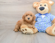 7 week old Mini Goldendoodle Puppy For Sale - Windy City Pups