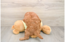 Best Mini Goldendoodle Baby
