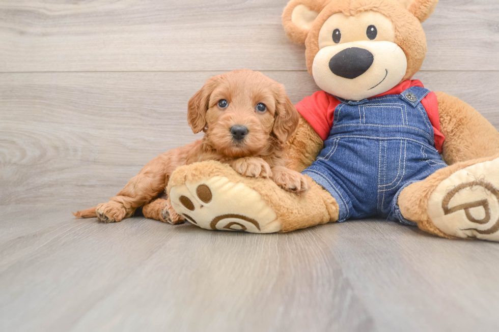Mini Goldendoodle Puppy for Adoption