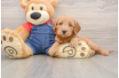 Small Mini Goldendoodle Baby