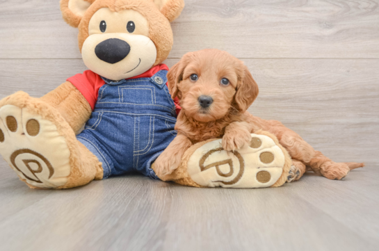 Small Mini Goldendoodle Baby