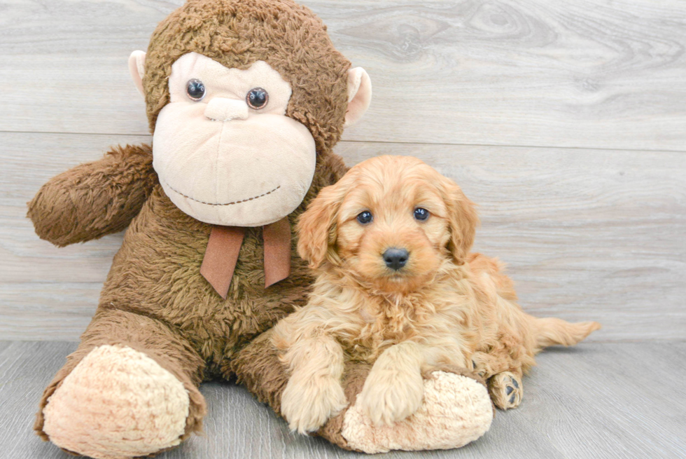 Adorable Golden Retriever Poodle Mix Puppy