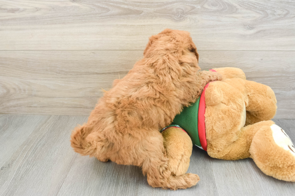 Friendly Mini Goldendoodle Baby