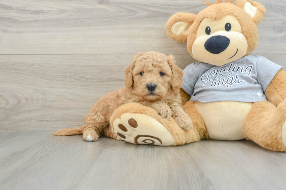 5 week old Mini Goldendoodle Puppy For Sale - Windy City Pups