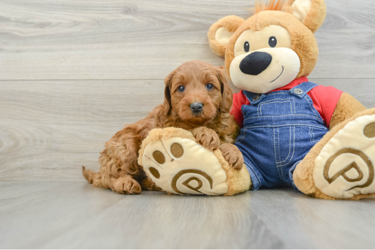 Mini Goldendoodle Pup Being Cute