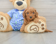 7 week old Mini Goldendoodle Puppy For Sale - Windy City Pups